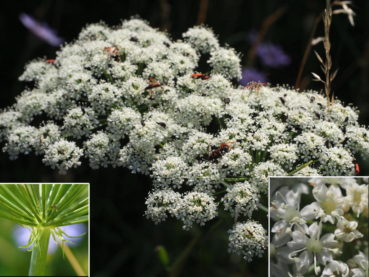 Sermountain, Broadleaved flower